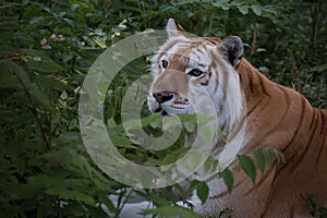 Golden Bengal Tiger with depigmentation, white tiger