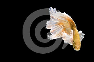 Golden Betta Siamese fighting fish, Betta splendens Pla-kad ( bi