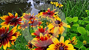 Golden bicolor rudbeckia grows on the shore of the pond