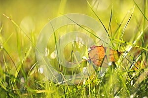 Golden birch leaf in green grass