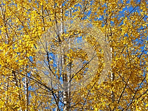 Golden birch trees, clear blue sky, autumn