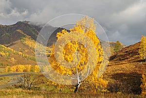 Golden birch. Yellow birch on the background of the Altai autumn mountains. Russian birch in autumn. Yellow mountains in Altai.
