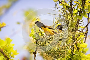 Golden bird. Beautiful bird Asian Golden Weaver on Build a nest for breeding, Ploceus hypoxanthus