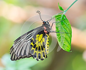 Golden birdwing butterfly