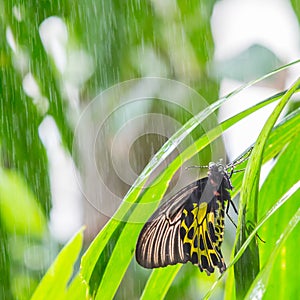 Golden birdwing butterfly