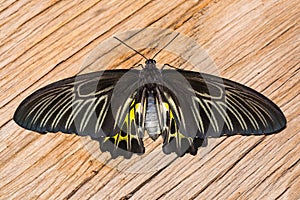 Golden birdwing butterfly