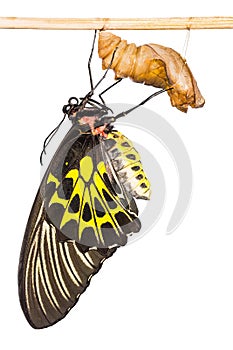 Golden birdwing butterfly