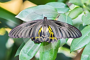 Golden birdwing butterfly photo