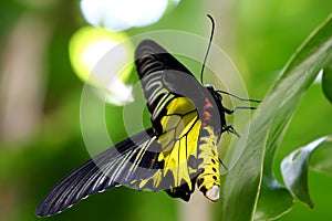 Golden Birdwing No.2