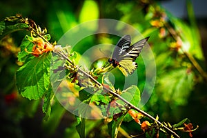 Golden birdwings