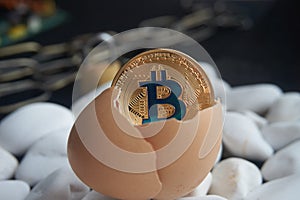 Golden bitcoin coin in broken eggshell