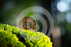 Golden bitcoin coin on lush green moss