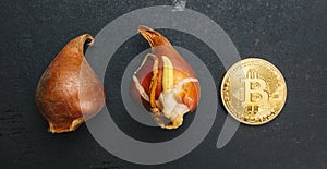 Golden Bitcoin Coin with Tulip bulbs -Tulip mania Financial crisis concept image