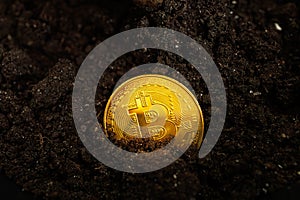 A golden Bitcoin crypto coin that shines golden in colour is planted in the ground to germinate