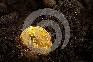 A golden Bitcoin crypto coin that shines golden in colour is planted in the ground to germinate