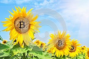 Golden bitcoin in the flowers of sunflower under bright sun