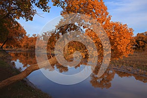 Golden black poplars in autumn photo