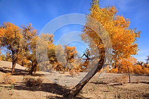 Golden black poplars in autumn photo