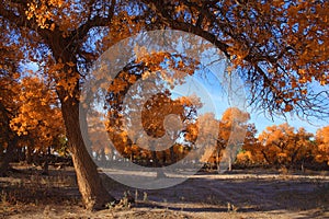 Golden black poplars in autumn photo