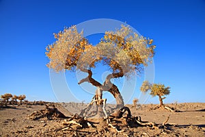 Golden black poplars in autumn photo