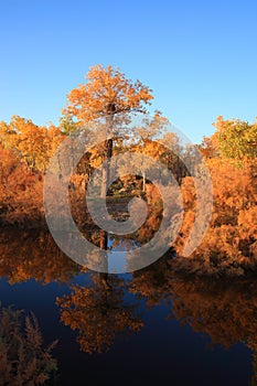 Golden black poplars by the river