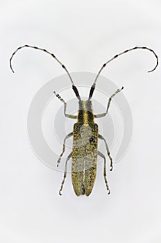 Golden-bloomed grey longhorn beetle Agapanthia villosoviridescens, a 50 years old specimen from beetle collection