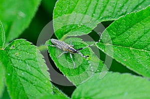 Golden-bloomed grey longhorn beetle with long striped antennae