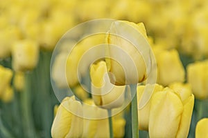 Golden Bloomed Tulips