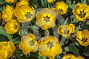 Golden Bloomed Tulips