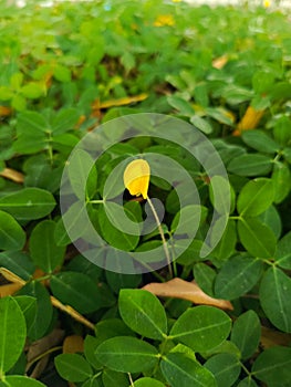 Golden Blooms Dance: Arachis pintoi Flower Elegance