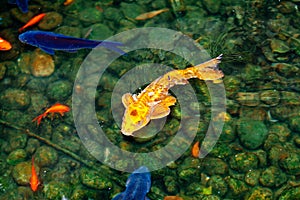 Golden and blue and red koi fish