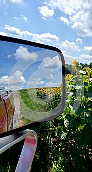 Golden Blue Sunflower Field in Rear view mirror