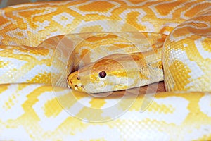 Golden boa
