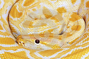 Golden boa