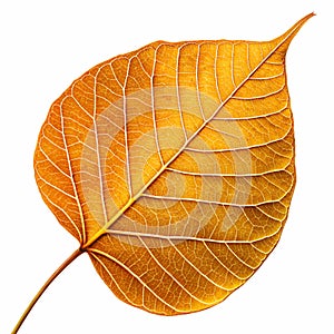 A Golden Bodhi leaf