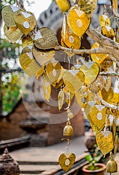 Golden bodhi leaves