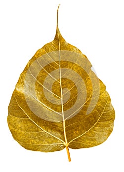 Golden bothi leaf isolated on white background