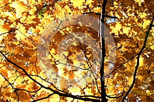 Golden branches of a tree in autumn backlit.