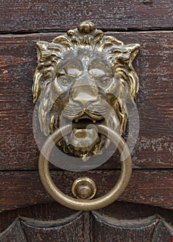 Golden brass Lion head door knob doorknob