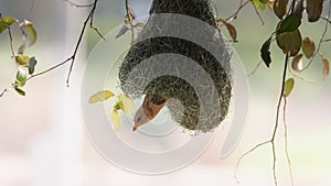 Golden breasted bird and bird nest hanging on the tree