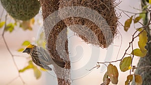 Golden breasted bird and bird nest hanging on the tree