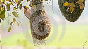 Golden breasted bird and bird nest hanging on the tree