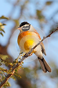 Golden breasted Bunting