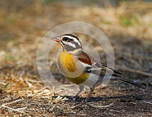 Golden breasted Bunting