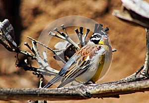 Golden-breasted bunting, Emberiza flaviventris photo