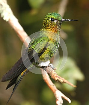 Golden-breasted Puffleg