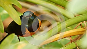 Golden-breasted royal starling in tropical rainforest. Exotic african wild bird in green lush foliage. Colorful plumage