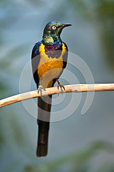 Golden-breasted Starling