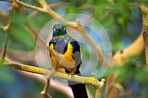 Golden-breasted Starling