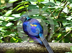 Golden-breasted Starling